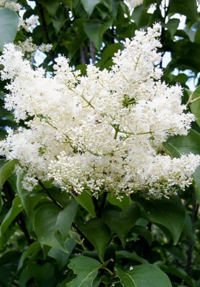 Japanese Lilac Tree - Syringa reticulata 'Ivory Silk' from Pea Ridge Forest