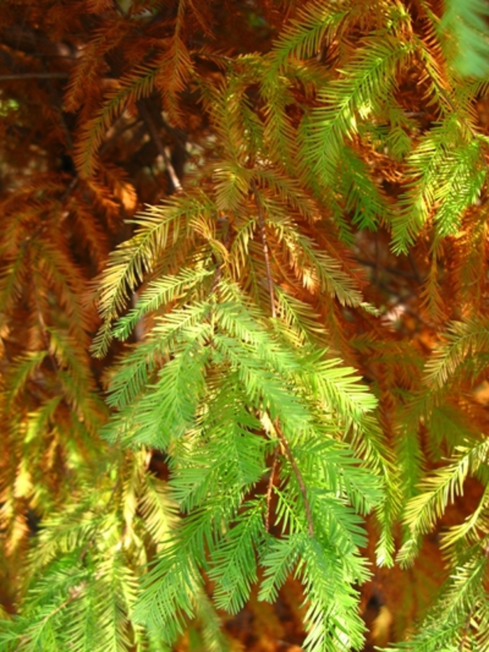 Bald Cypress - Taxodium distichum from Pea Ridge Forest
