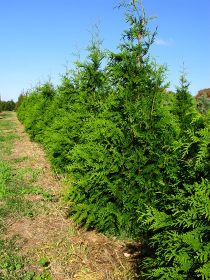 Green Giant Arborvitae - Thuja 'Green Giant' from Pea Ridge Forest Green Giant Arborvitae - Thuja 'Green Giant' from Pea Ridge Forest