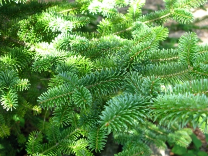 Canaan Fir - Abies balsomea var. phanerolepis from Pea Ridge Forest