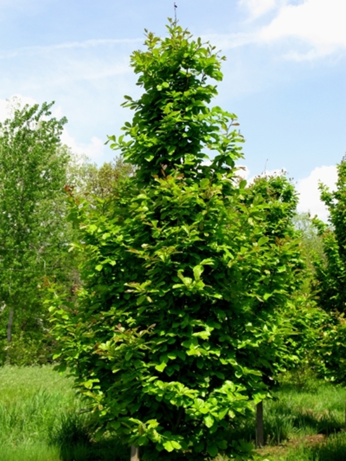 Parrotia Tree - Parrotia persica from Pea Ridge Forest