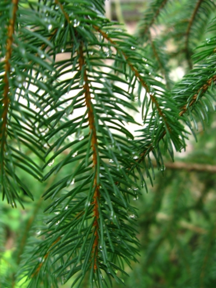 Birds Nest Spruce - Picea abies from Pea Ridge Forest