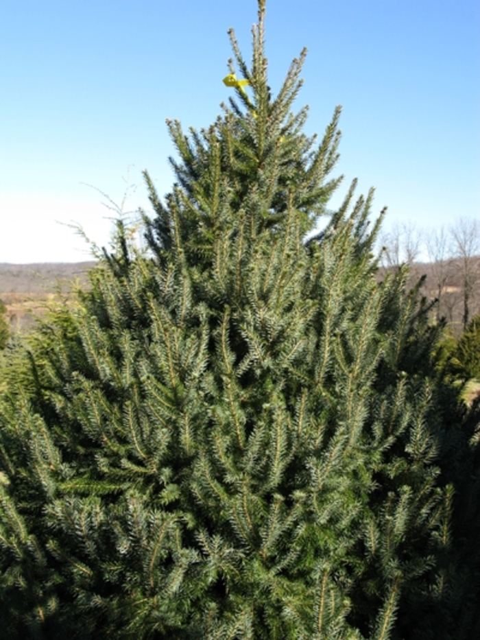 Serbian Spruce - Picea omorika from Pea Ridge Forest