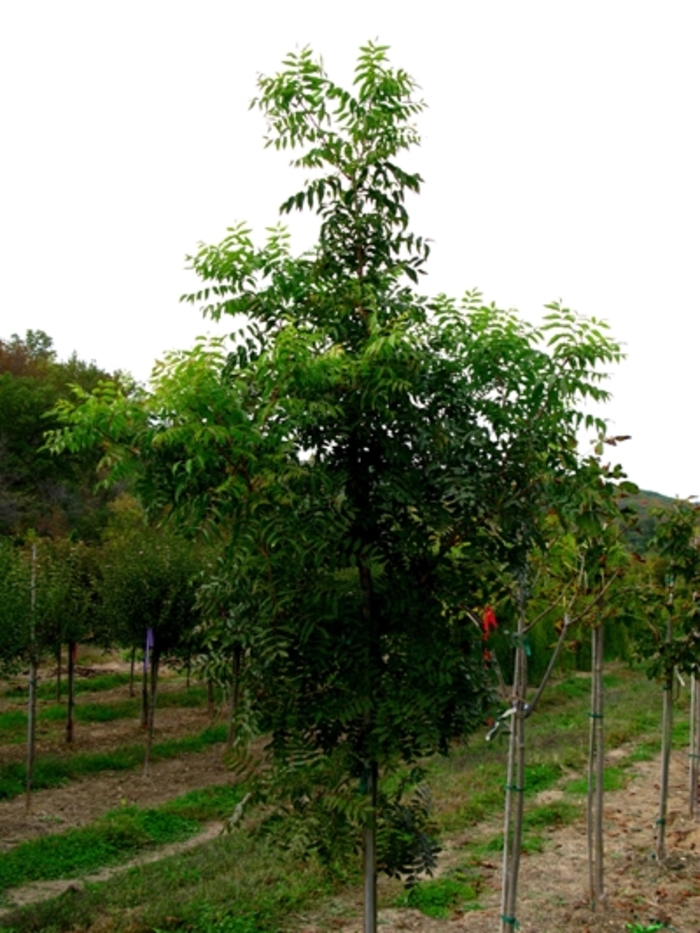 Chinese Pistachio - Pistacia chinensis from Pea Ridge Forest