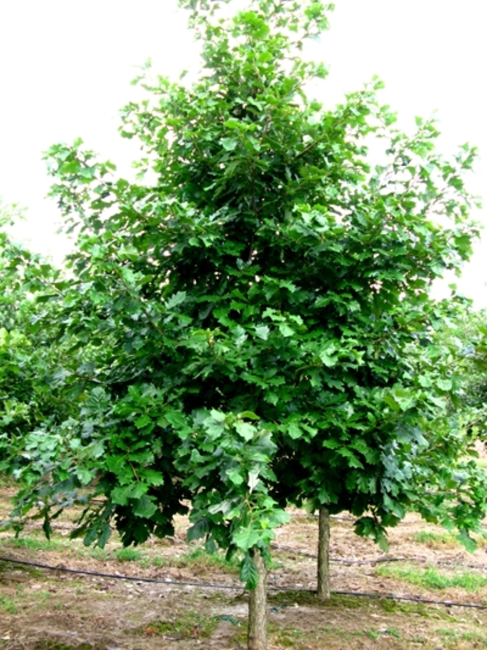 Swamp White Oak - Quercus bicolor from Pea Ridge Forest
