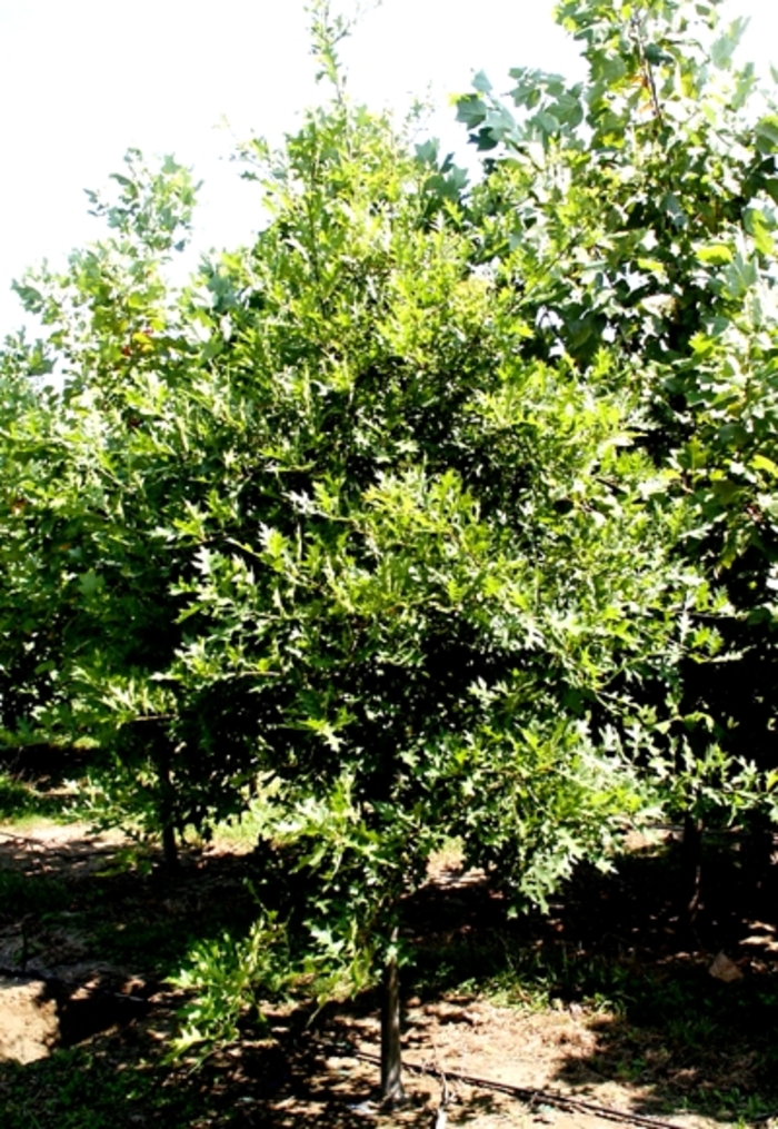Willow Oak - Quercus phellos from Pea Ridge Forest
