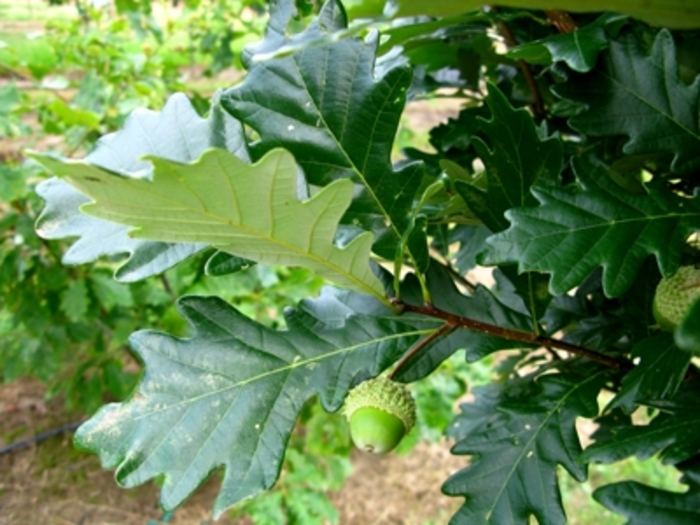 Regal Prince® Oak - Quercus X warei 'Long' from Pea Ridge Forest