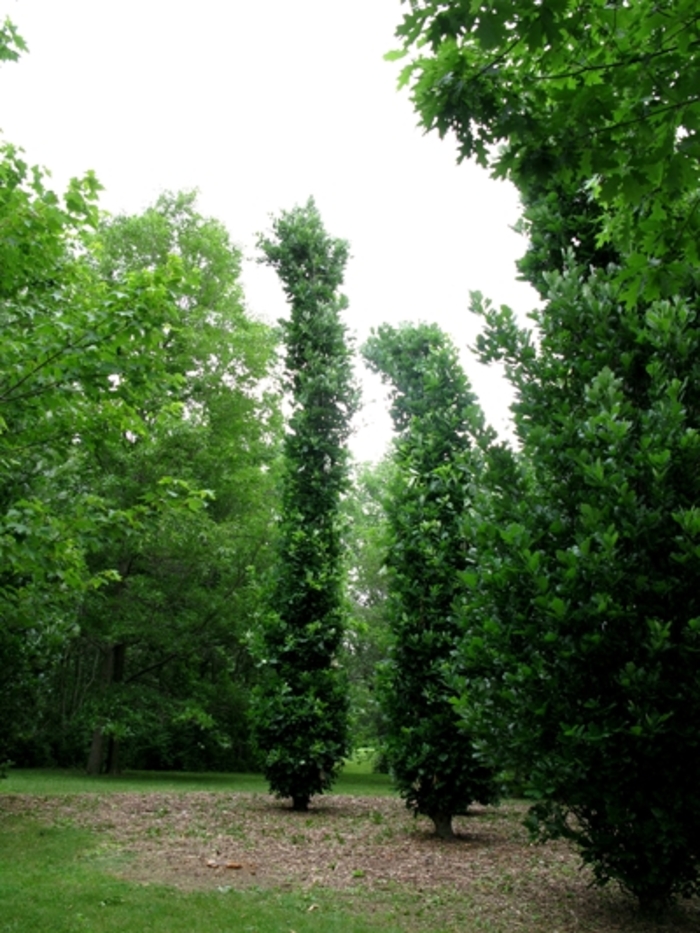 Kindred Spirit® Oak - Quercus x warei 'Nadler' from Pea Ridge Forest
