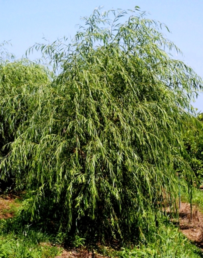 Golden Weeping Willow - Salix alba 'Tristis' from Pea Ridge Forest
