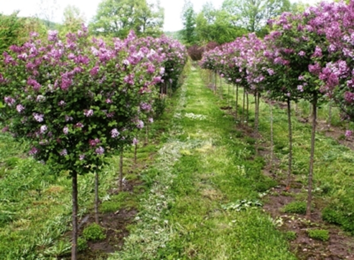 Dwarf Korean Lilac - Syringa meyeri ''Paliban'' from Pea Ridge Forest Dwarf Korean Lilac - Syringa meyeri ''Paliban'' from Pea Ridge Forest