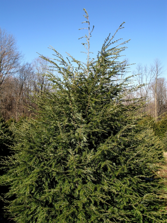 Canadian Hemlock - Tsuga canadensis from Pea Ridge Forest