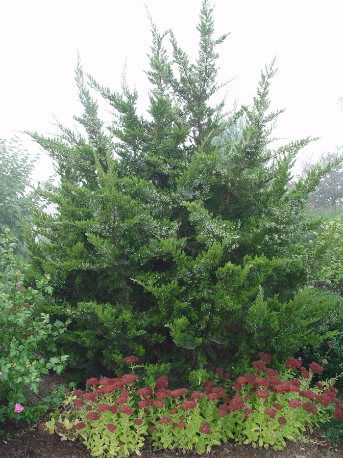 Eastern Red Cedar - Juniper virginiana from Pea Ridge Forest