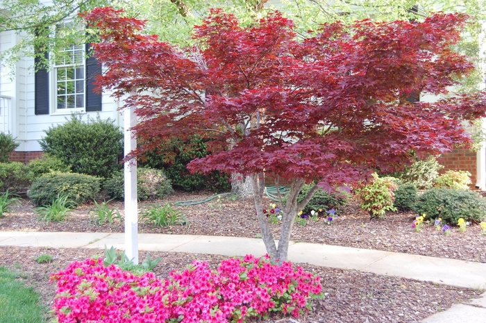 Japanese Red Maple - Acer palmatum 'Bloodgood' from Pea Ridge Forest Japanese Red Maple - Acer palmatum 'Bloodgood' from Pea Ridge Forest