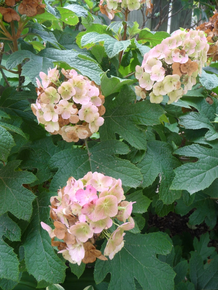 Oakleaf Hydrangea - Hydrangea quercifolia 'Snow Queen' from Pea Ridge Forest