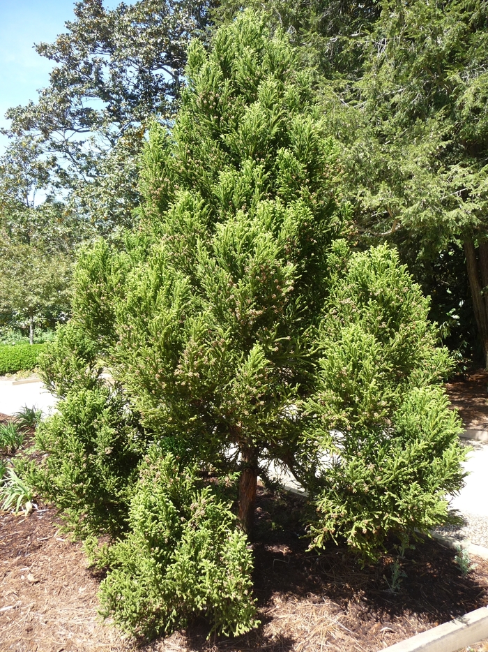 Radicans Japanese Cryptomeria - Cryptomeria japonica 'Radicans' from Pea Ridge Forest