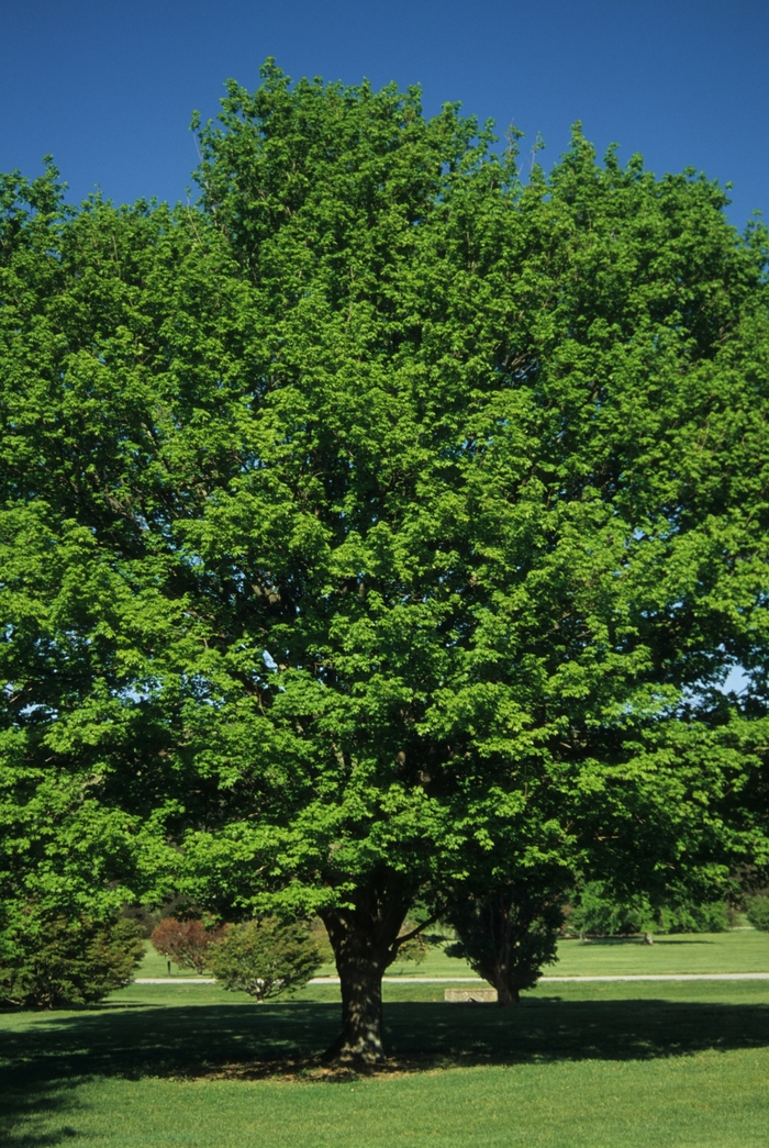 Sugar Maple - Acer saccharum from Pea Ridge Forest