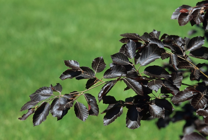 European Beech - Fagus sylvatica 'Purple Fountain' from Pea Ridge Forest