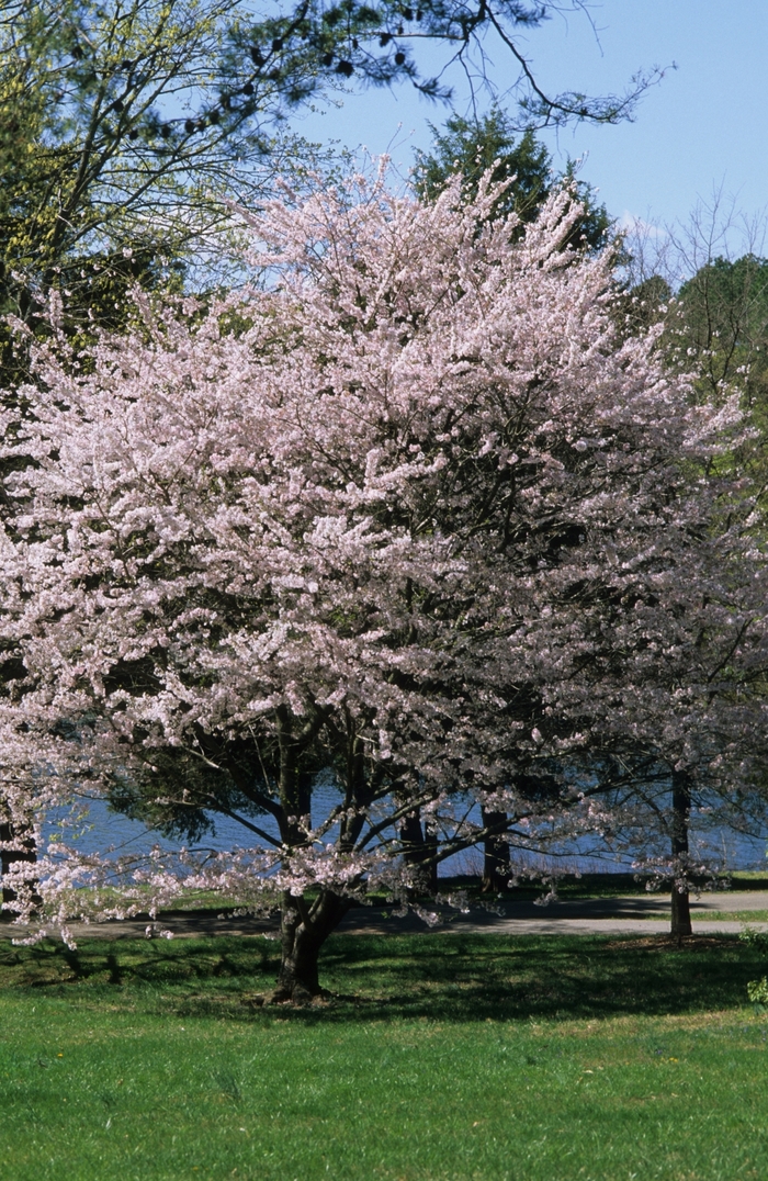 Yoshino Cherry - Prunus x yedoensis from Pea Ridge Forest