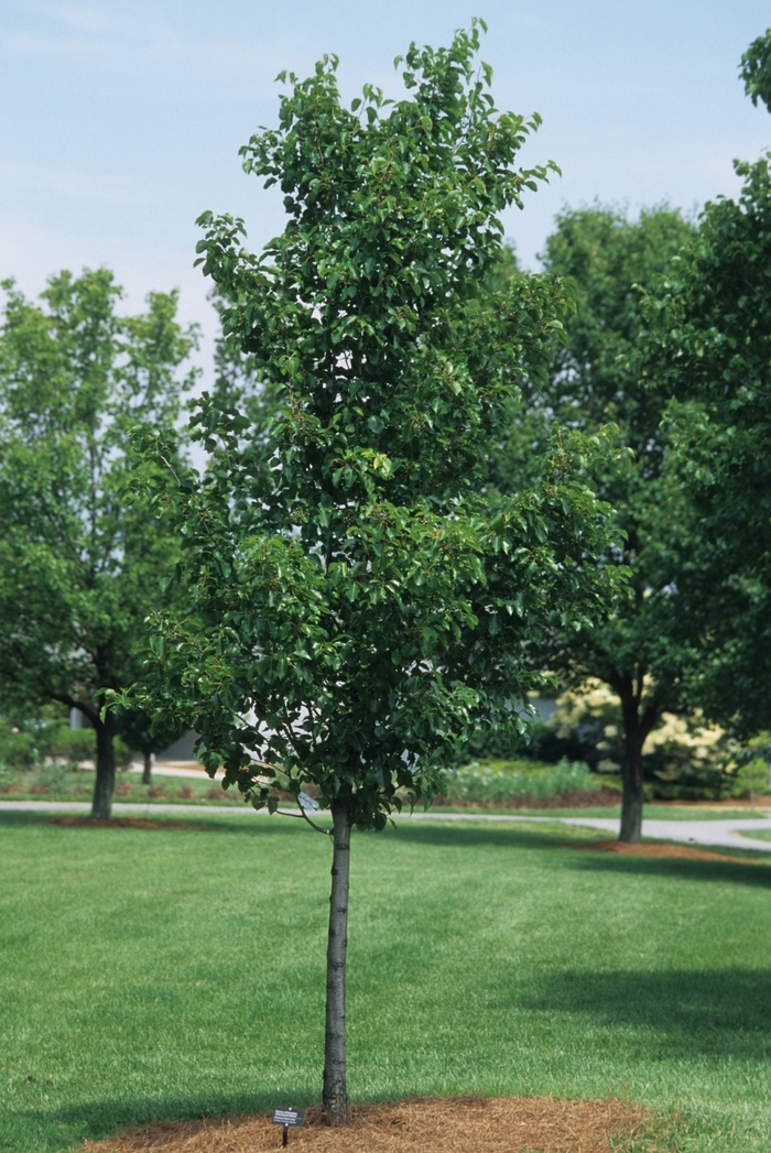 Cleveland Pear - Pyrus calleryana 'Cleveland Select' from Pea Ridge Forest
