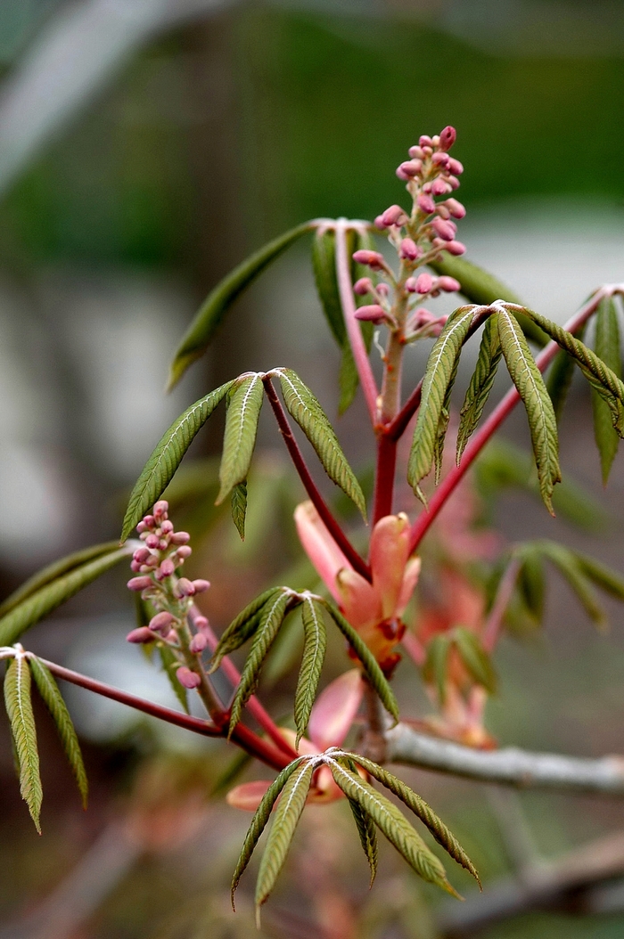 Red Buckeye - Aesculus pavia from Pea Ridge Forest Red Buckeye - Aesculus pavia from Pea Ridge Forest