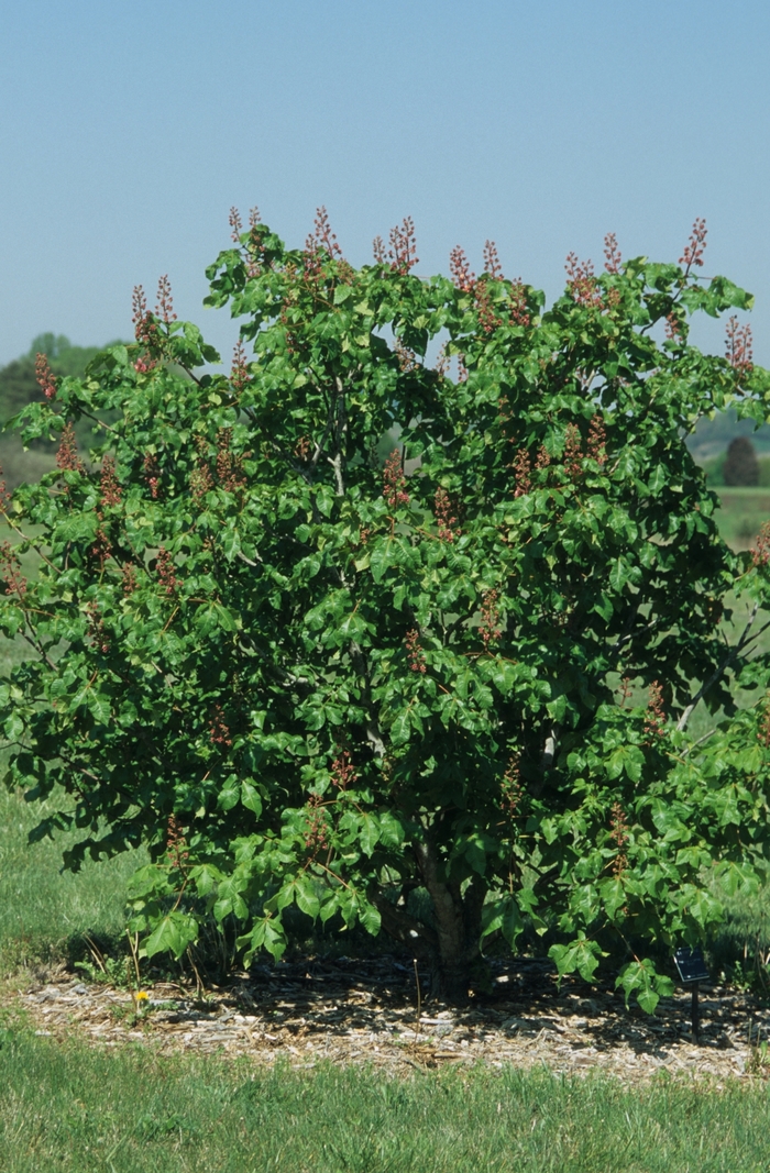 Red Horsechestnut - Aesculus x carnea 'Briotii' from Pea Ridge Forest