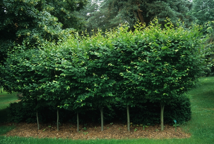 Pyramidal European Hornbeam - Carpinus betulus 'Fastigiata' from Pea Ridge Forest