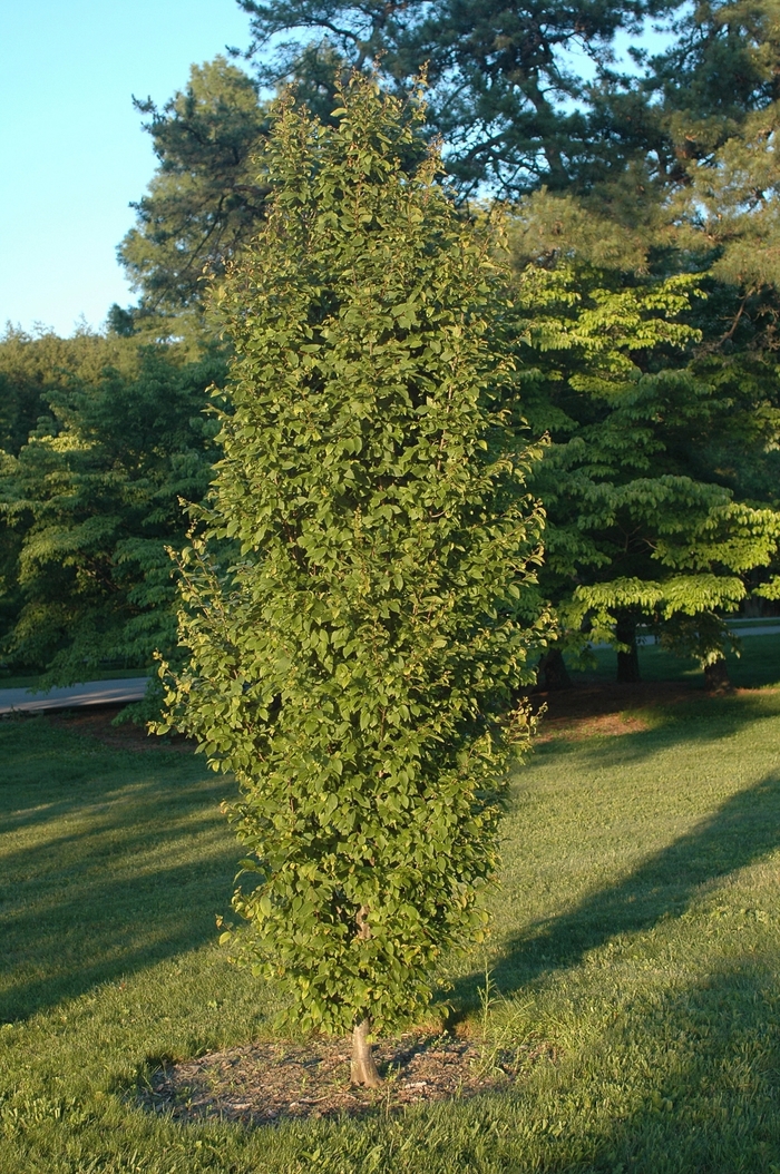 Frans Fontaine Hornbeam - Carpinus betulus 'Frans Fontaine' from Pea Ridge Forest