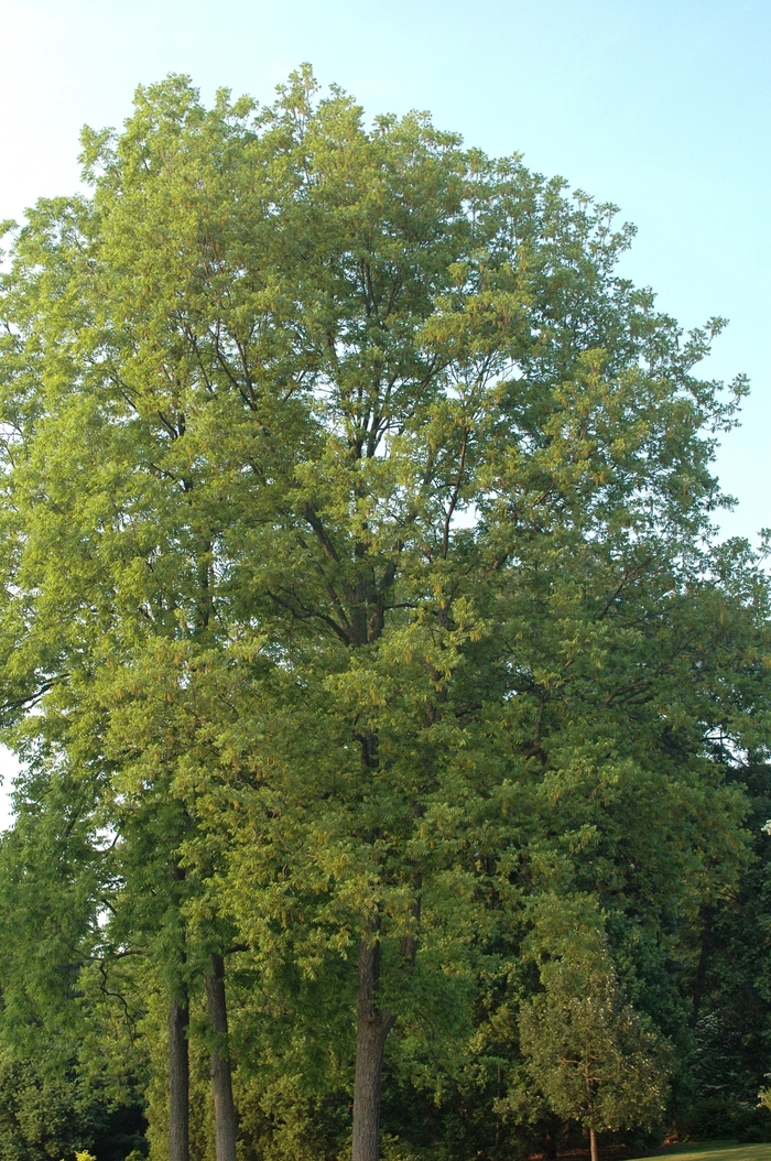 Pecan - Carya illinoensis from Pea Ridge Forest