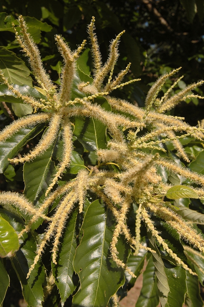 Chinese Chestnut - Castanea mollissima from Pea Ridge Forest