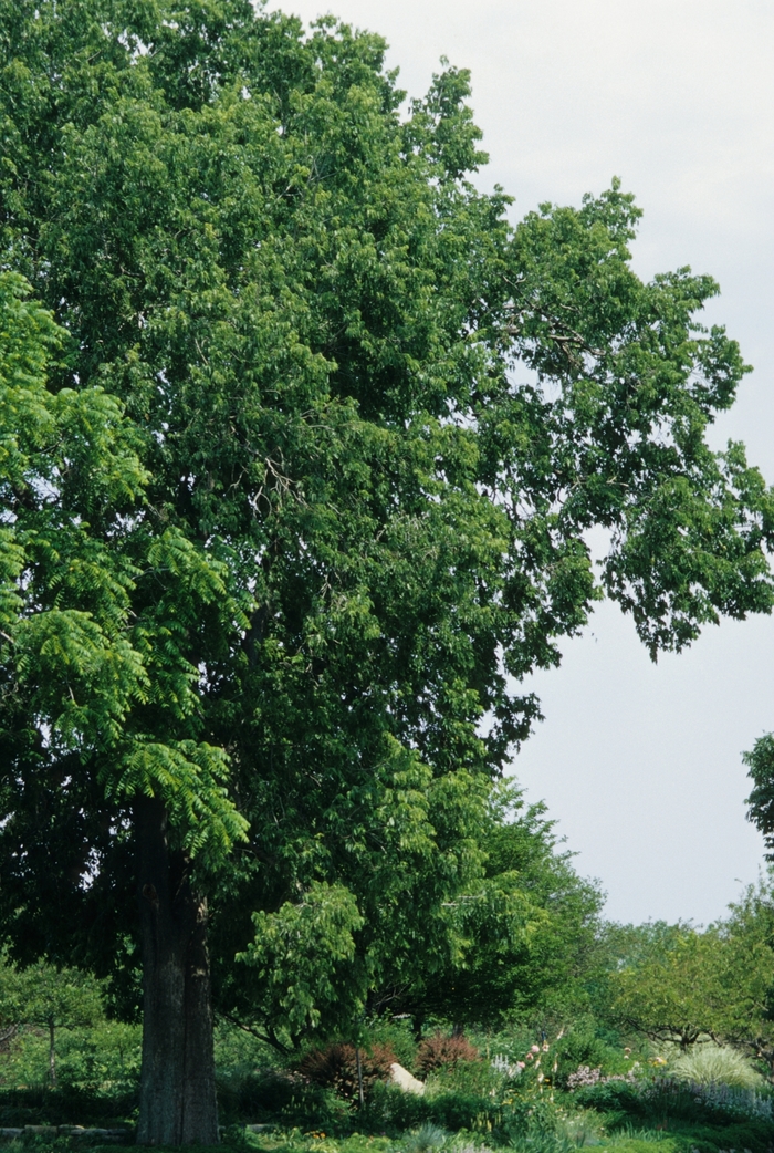 Hackberry - Celtis occidentalis from Pea Ridge Forest