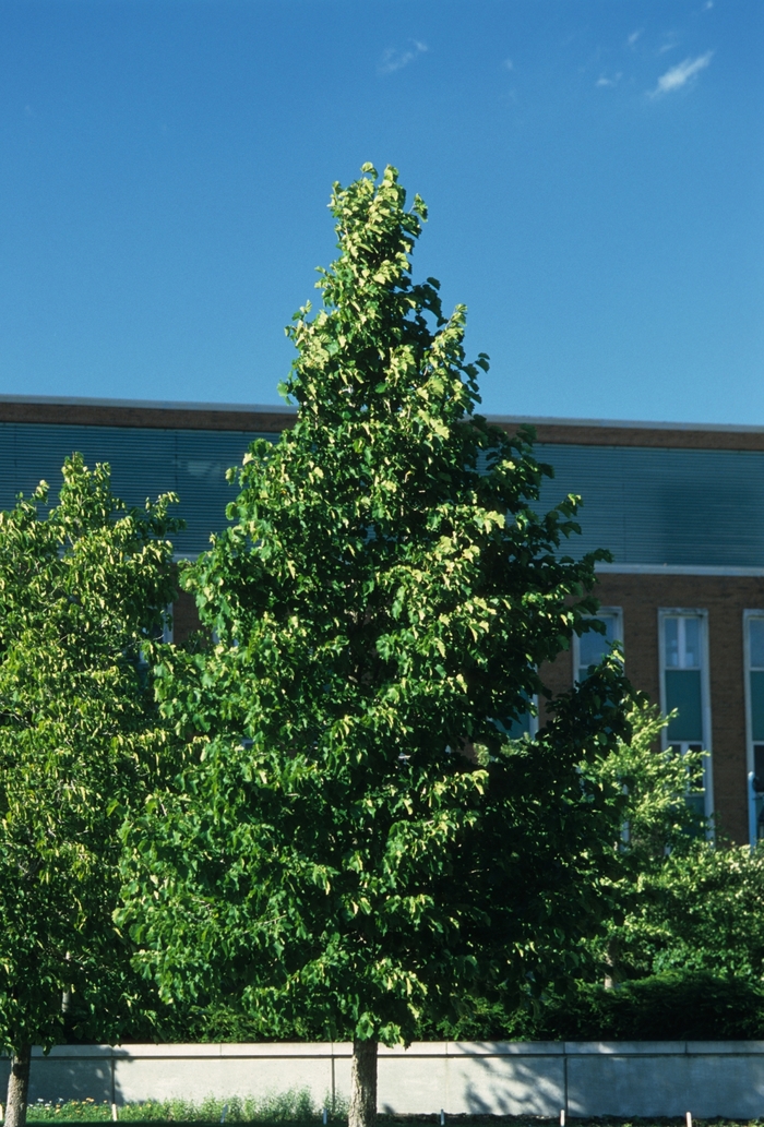 Turkish Filbert Hazelnut - Corylus colurna from Pea Ridge Forest