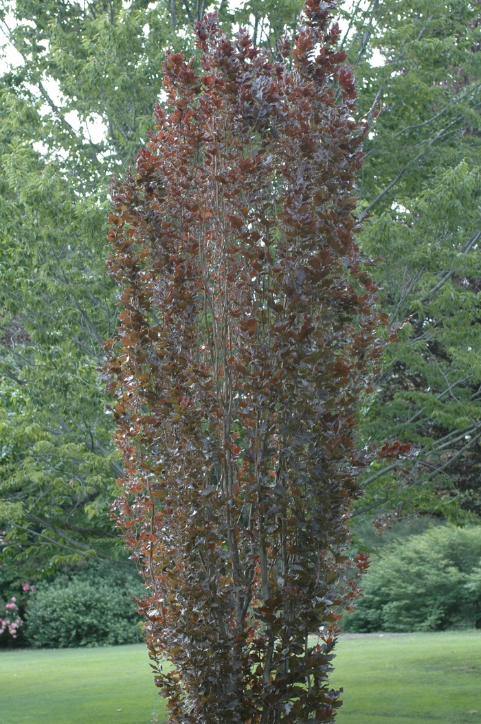 Red Obelisk Beech - Fagus sylvatica 'Red Obelisk' from Pea Ridge Forest Red Obelisk Beech - Fagus sylvatica 'Red Obelisk' from Pea Ridge Forest