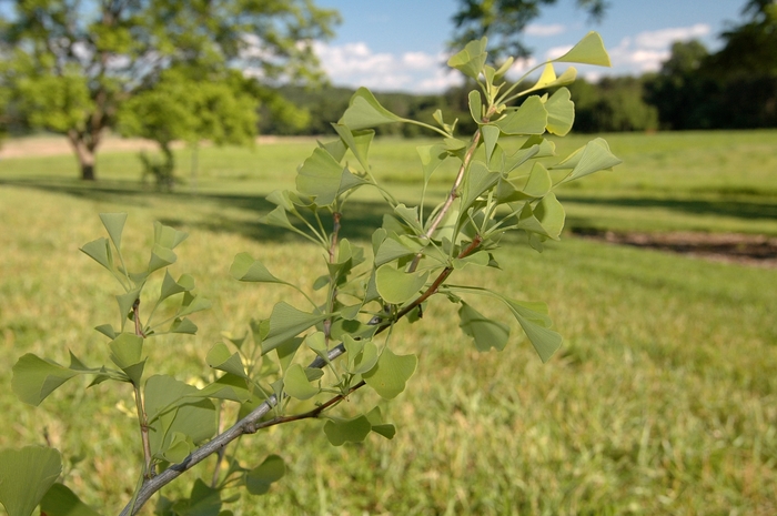 Chi Chi Maidenhair Tree - Ginkgo biloba 'Chi Chi' from Pea Ridge Forest