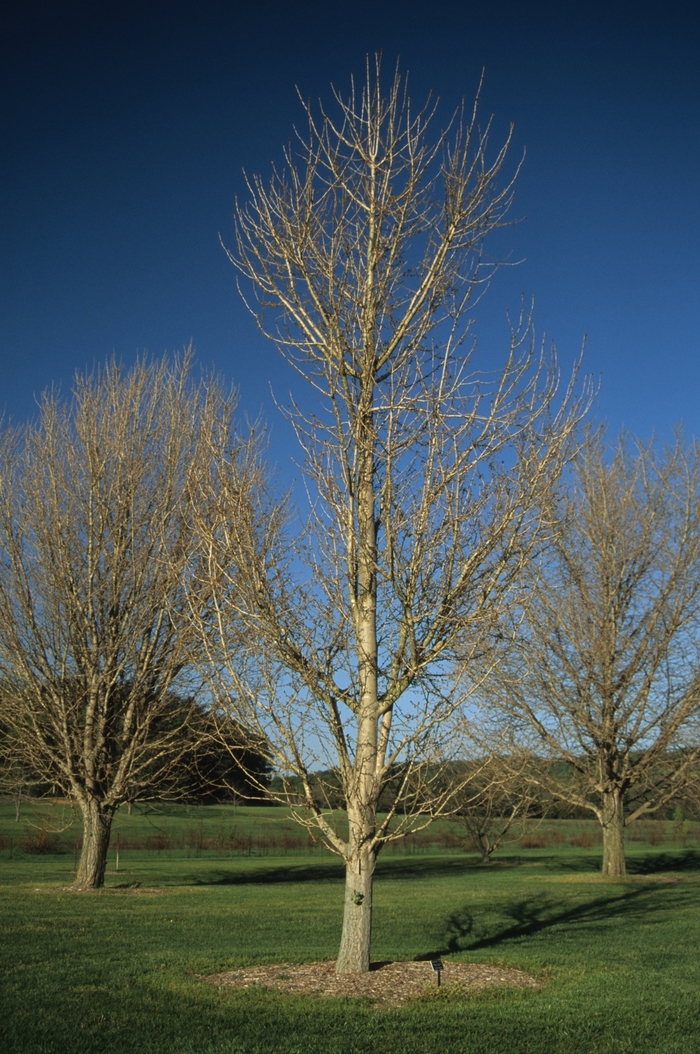 Maidenhair Tree - Ginkgo biloba 'Princeton Sentry' from Pea Ridge Forest Maidenhair Tree - Ginkgo biloba 'Princeton Sentry' from Pea Ridge Forest