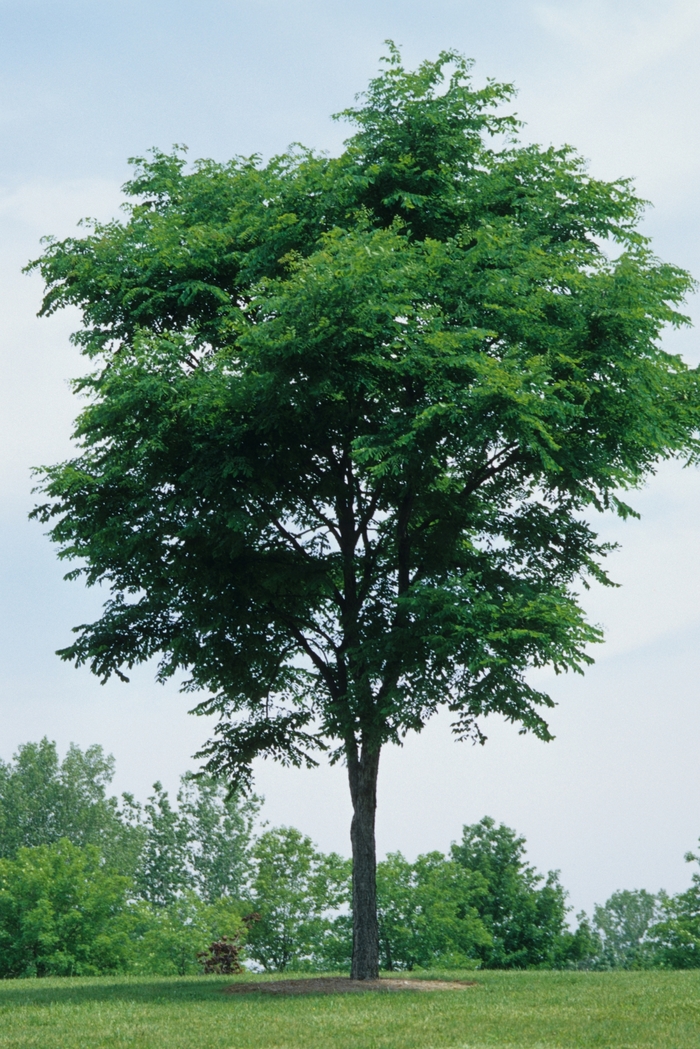 Kentucky Coffeetree - Gymnocladus dioicus from Pea Ridge Forest