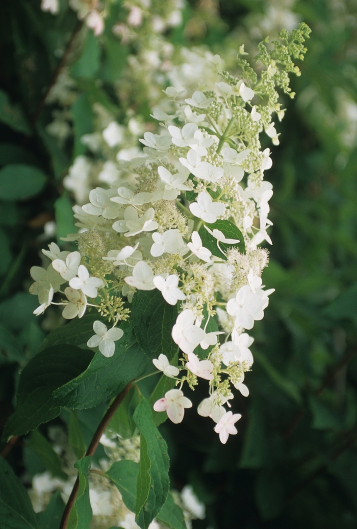Panicle Hydrangea - Hydrangea paniculata 'Unique' from Pea Ridge Forest Panicle Hydrangea - Hydrangea paniculata 'Unique' from Pea Ridge Forest