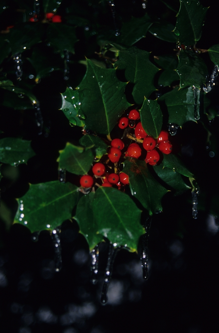 American Holly - Ilex opaca from Pea Ridge Forest