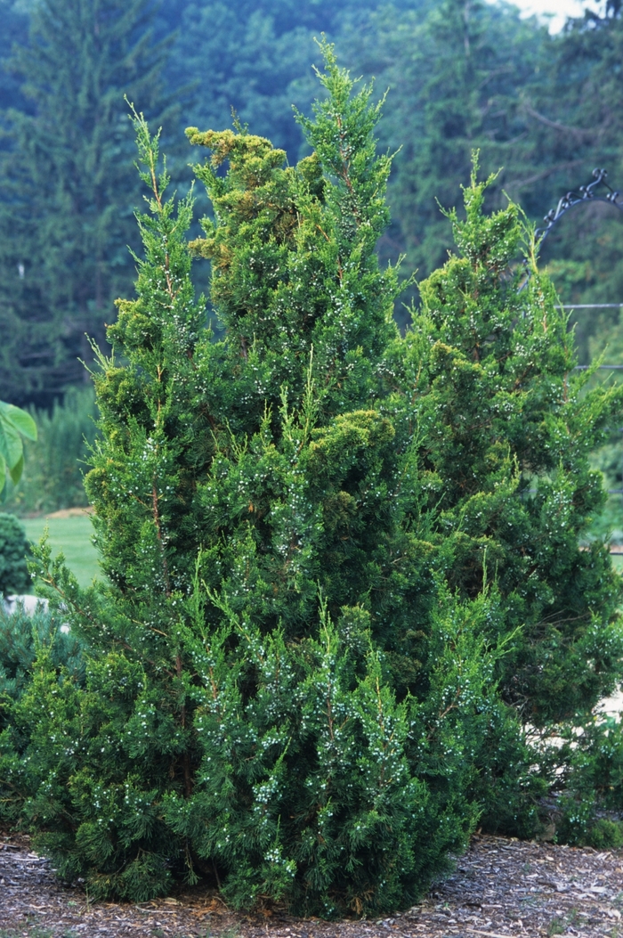 Keteleeri Juniper - Juniperus chinensis 'Keteleeri' from Pea Ridge Forest