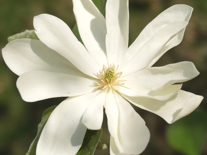 Goldstar Magnolia - Magnolia acuminata 'Goldstar' from Pea Ridge Forest