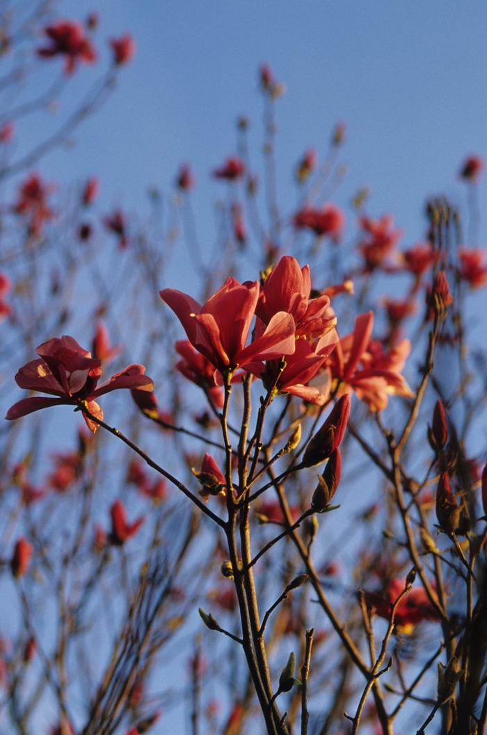 Galaxy Magnolia - Magnolia x 'Galaxy' from Pea Ridge Forest