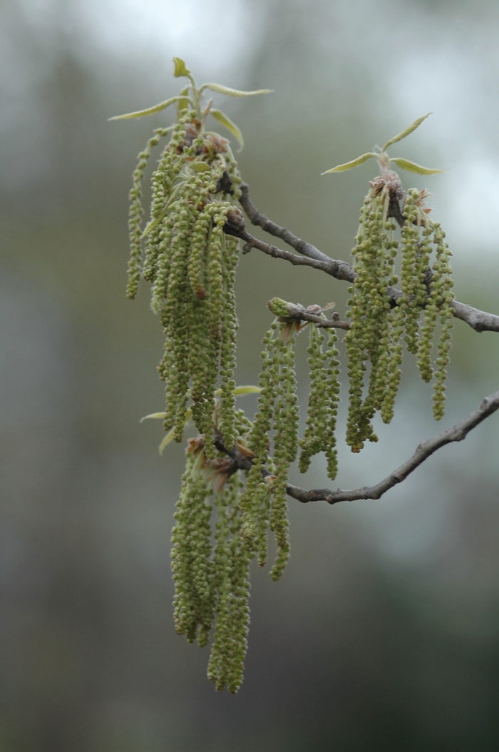 Sawtooth Oak - Quercus acutissima from Pea Ridge Forest