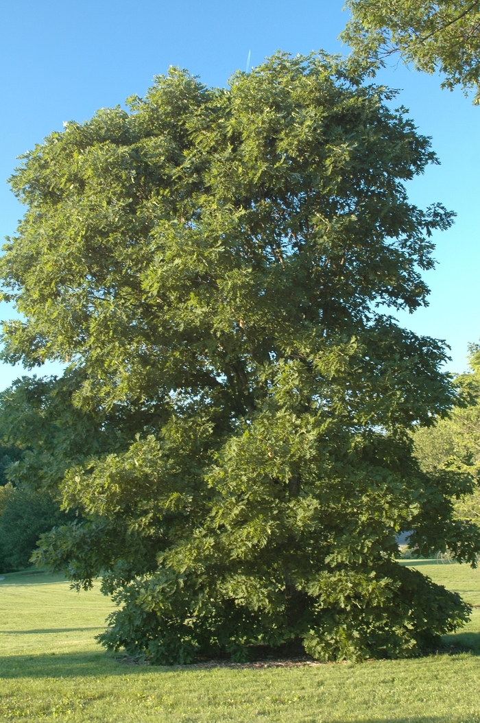 White Oak - Quercus alba from Pea Ridge Forest