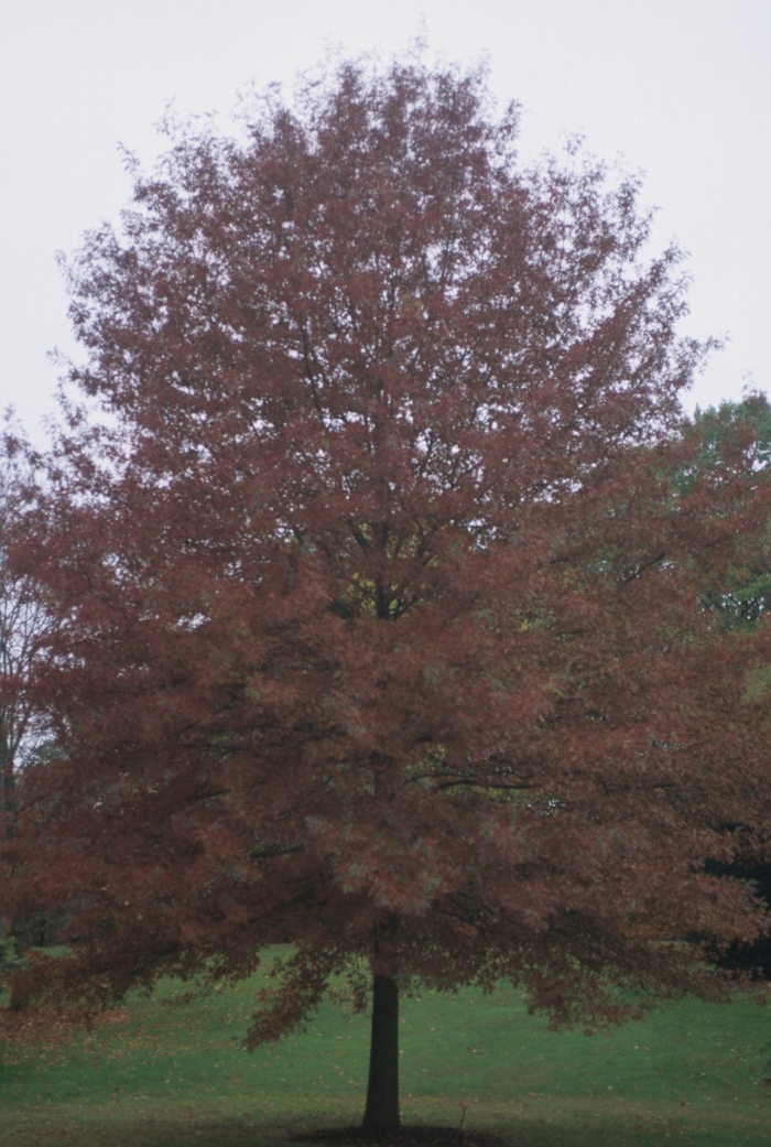 Scarlet Oak - Quercus coccinea from Pea Ridge Forest Scarlet Oak - Quercus coccinea from Pea Ridge Forest