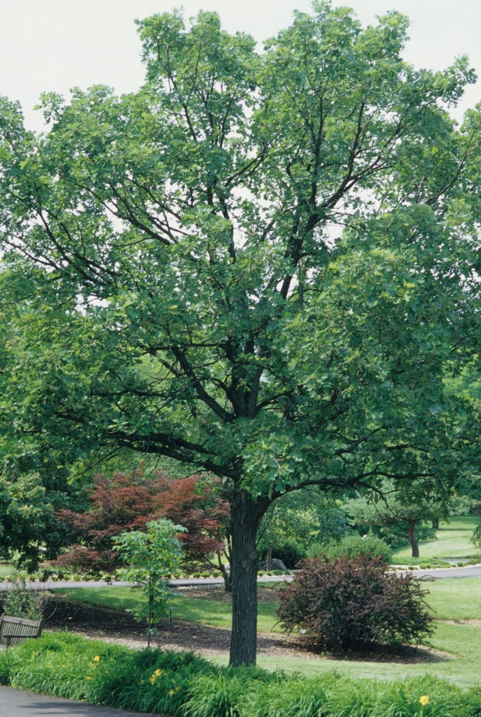 Bur Oak - Quercus macrocarpa from Pea Ridge Forest