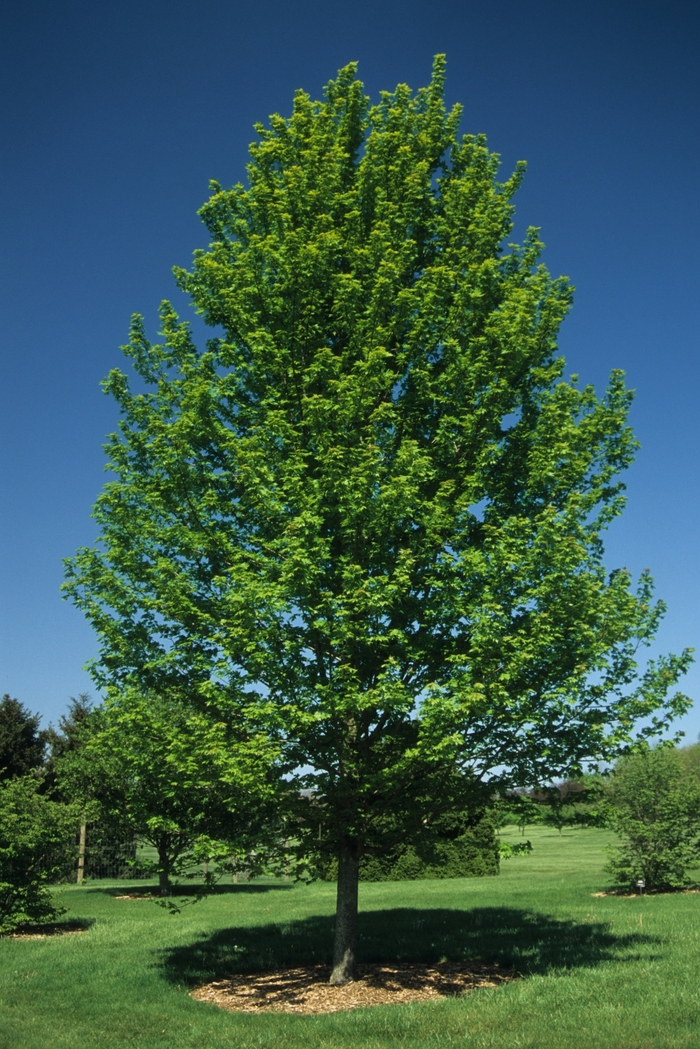 Autumn Blaze® Red Maple Tree - Acer freemanii 'Autumn Blaze®' from Pea Ridge Forest Autumn Blaze® Red Maple Tree - Acer freemanii 'Autumn Blaze®' from Pea Ridge Forest