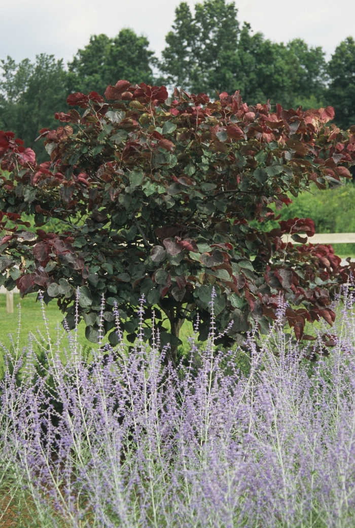 Forest Pansy Redbud - Cercis canadensis 'Forest Pansy' from Pea Ridge Forest Forest Pansy Redbud - Cercis canadensis 'Forest Pansy' from Pea Ridge Forest