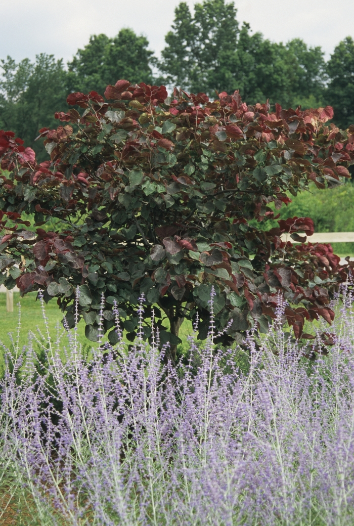 Forest Pansy Redbud - Cercis canadensis 'Forest Pansy' from Pea Ridge Forest