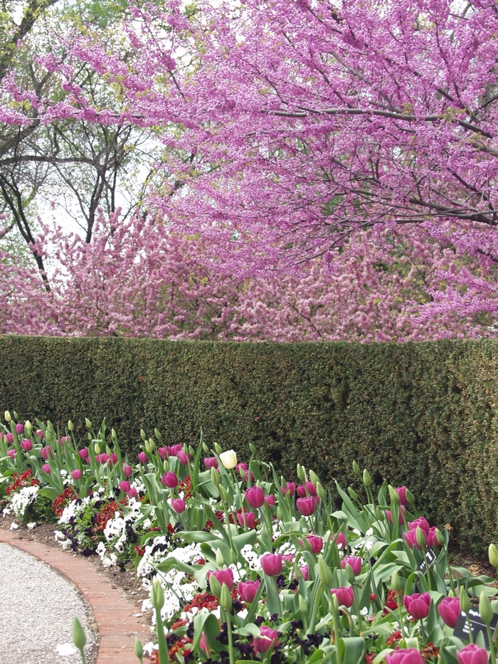 Eastern Redbud - Cercis canadensis from Pea Ridge Forest