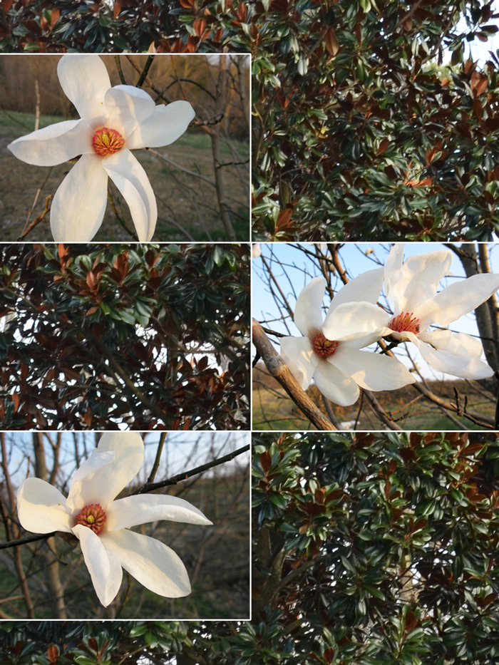 Wadas Memory Magnolia - Magnolia kobus 'Wadas Memory' from Pea Ridge Forest
