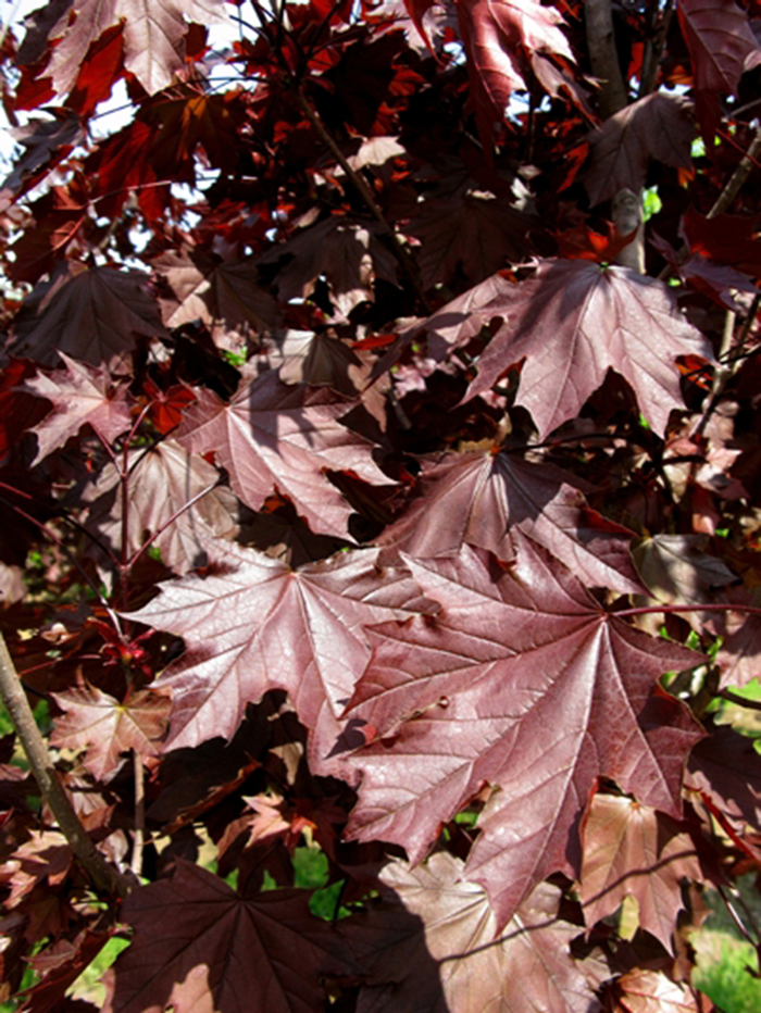 Royal Red Maple - Acer platanoides 'Royal Red' from Pea Ridge Forest